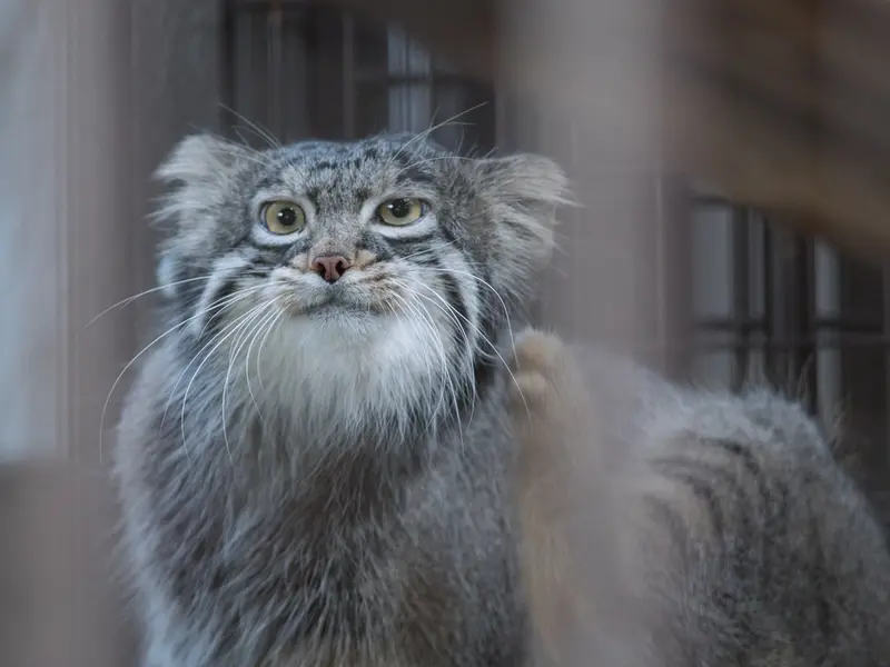 A photograph of Figa in Nogeyama Zoo
