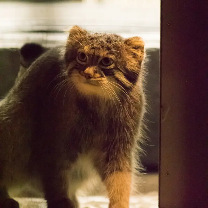 A photograph of Figa in Nogeyama Zoo