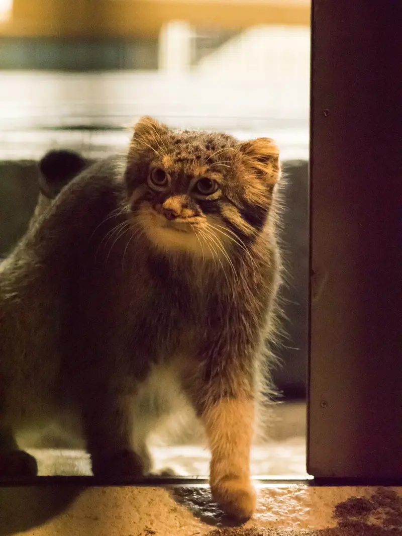 A photograph of Figa in Nogeyama Zoo