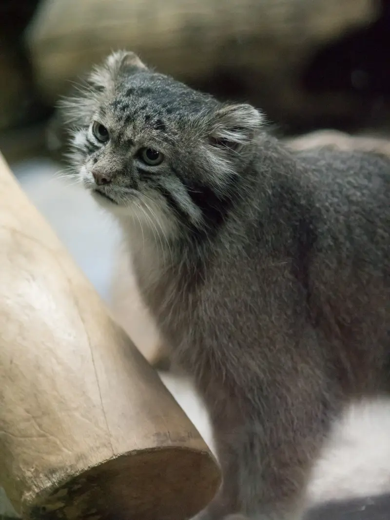 A photograph of Klyon in Ueno Zoological Gardens