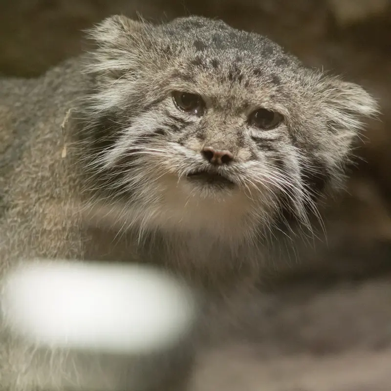 A photograph of Klyon in Ueno Zoological Gardens