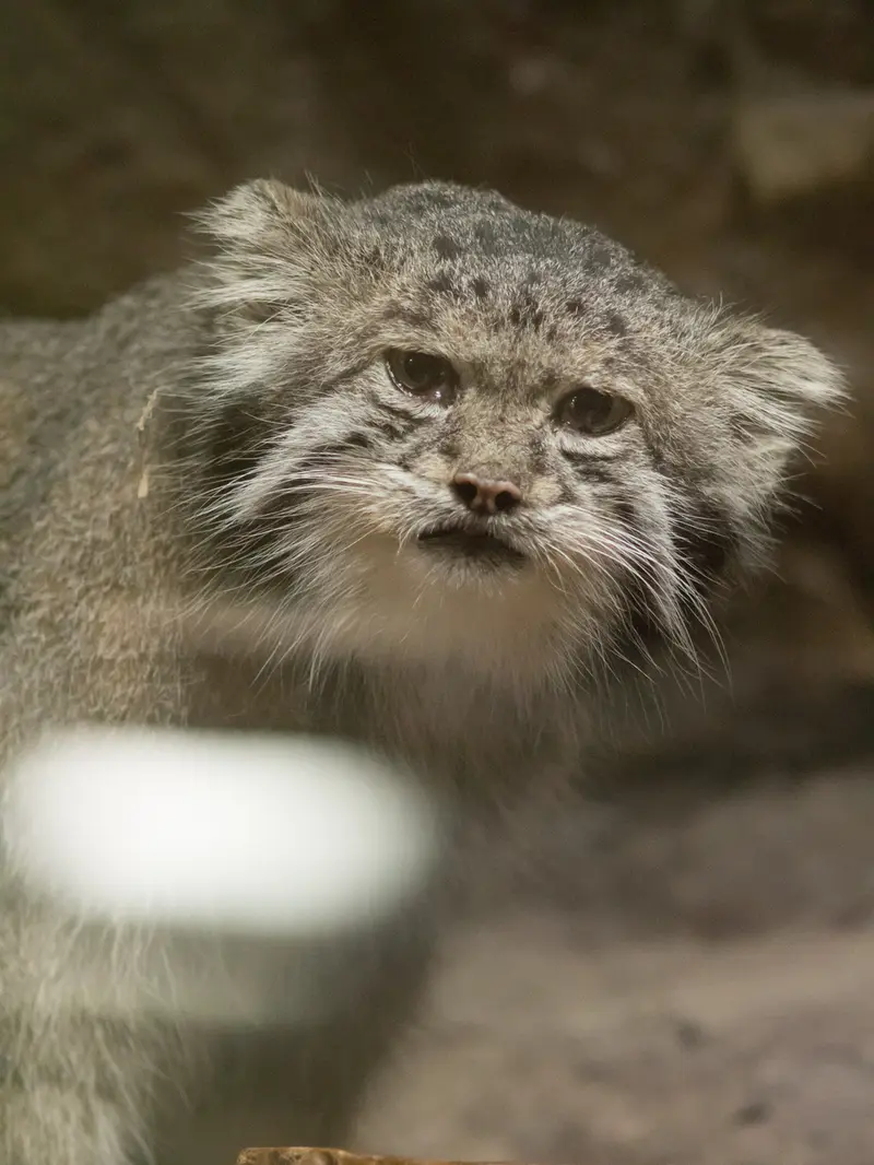 A photograph of Klyon in Ueno Zoological Gardens