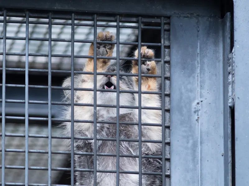 A photograph of Hide in Asahiyama Zoo