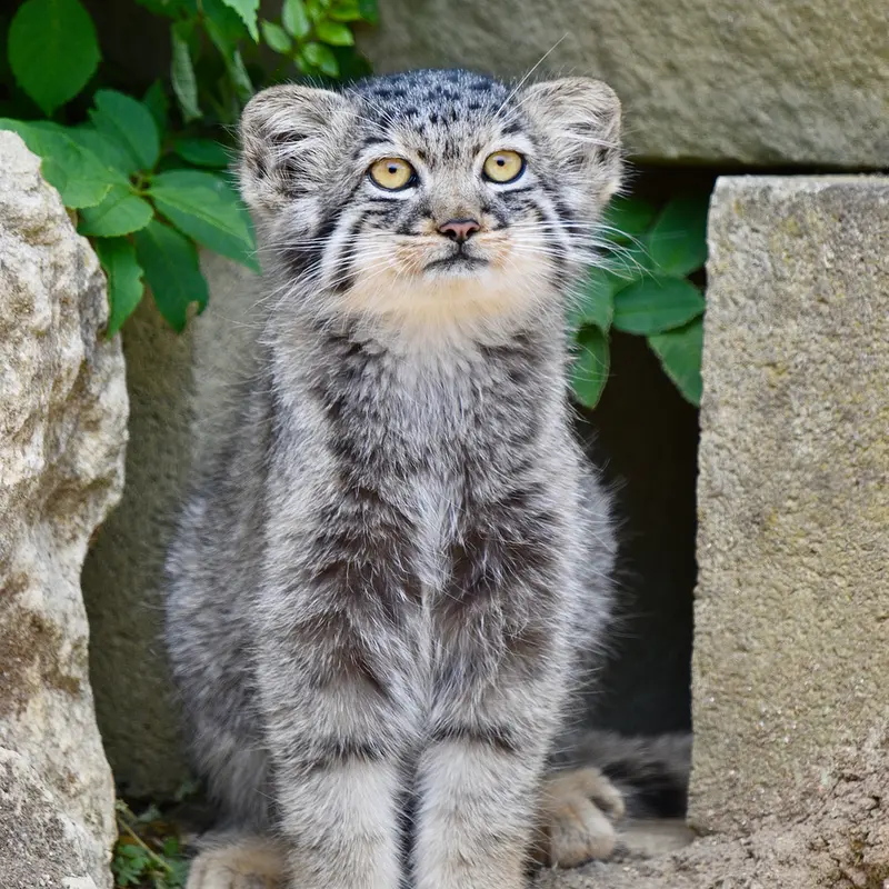 A photograph of a Pallas's cat in Port Lympne Wild Animal Park
