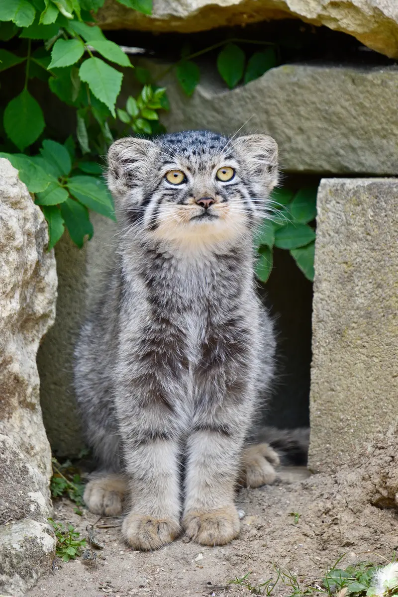 A photograph of a Pallas's cat in Port Lympne Wild Animal Park