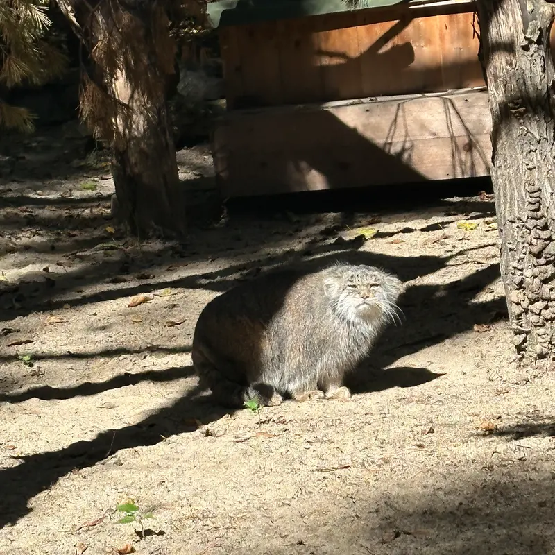 A photograph of Mia in Novosibirsk Zoo