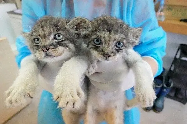 A photograph of a Pallas's cat