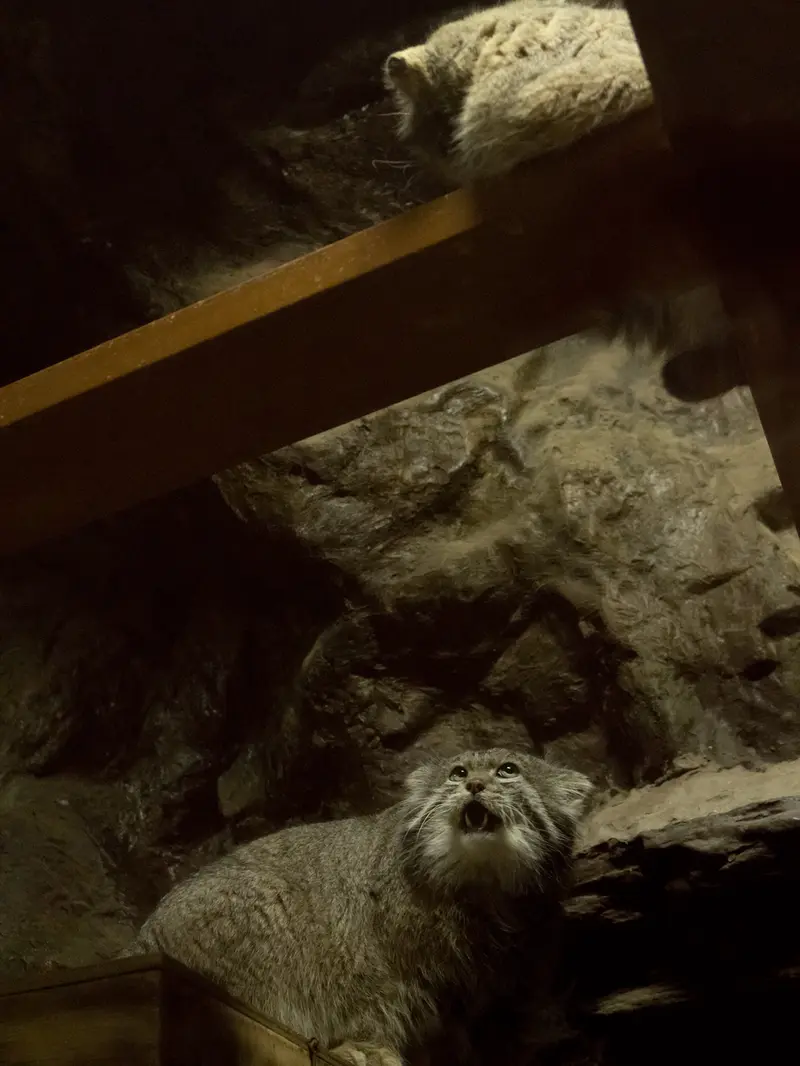 A photograph of a Pallas's cat