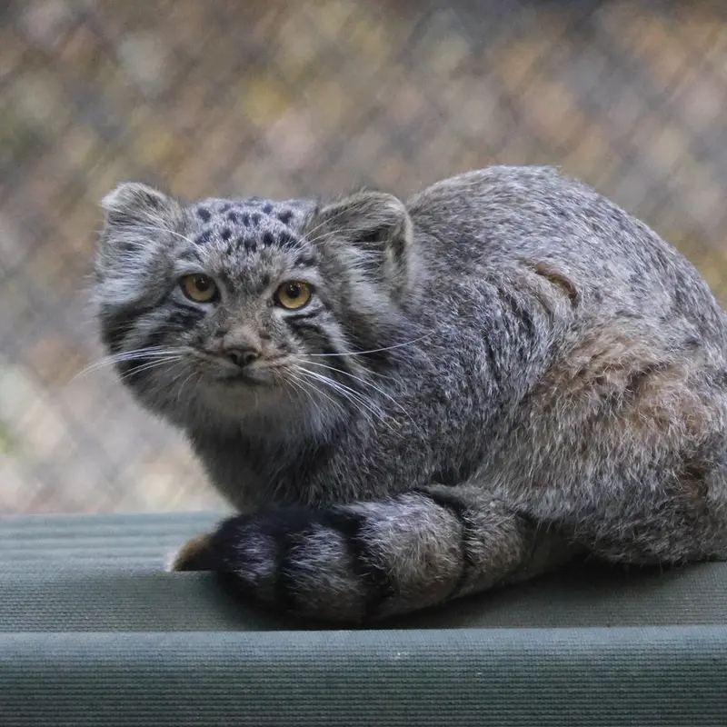 A photograph of a Pallas's cat