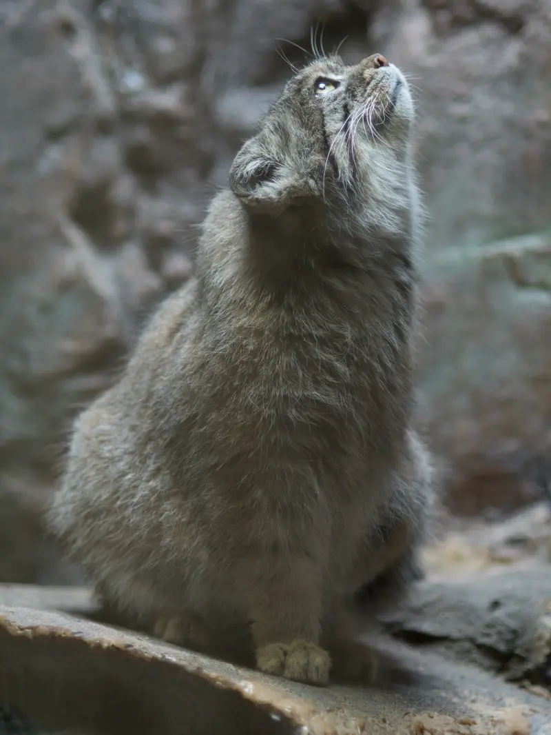 A photograph of Primula in Ueno Zoological Gardens