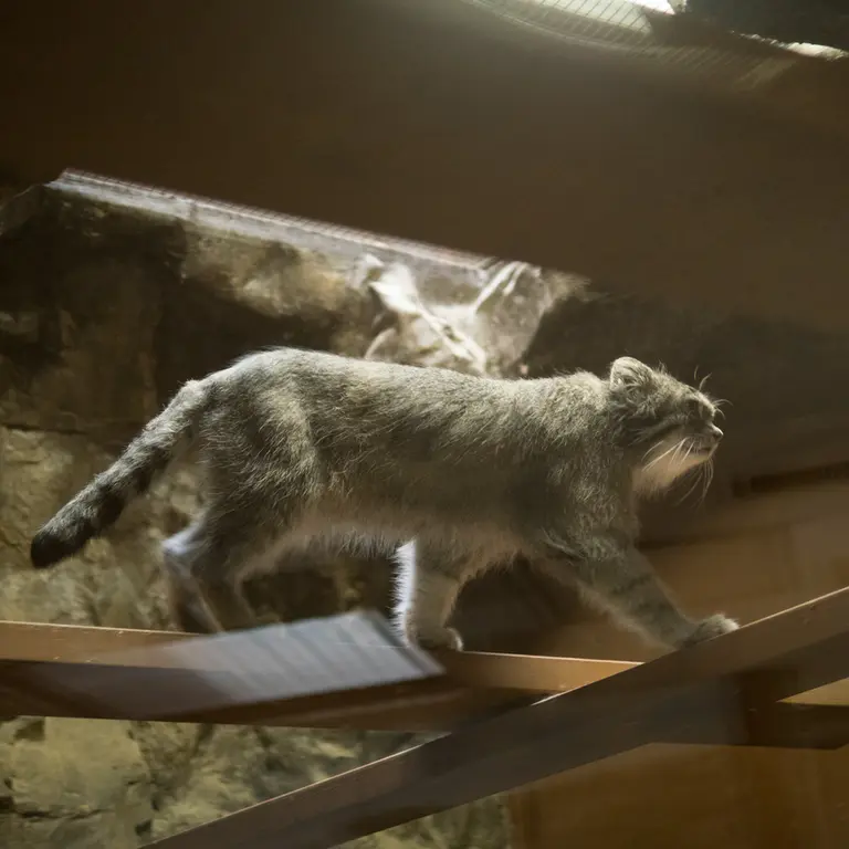 A photograph of Klyon in Ueno Zoological Gardens