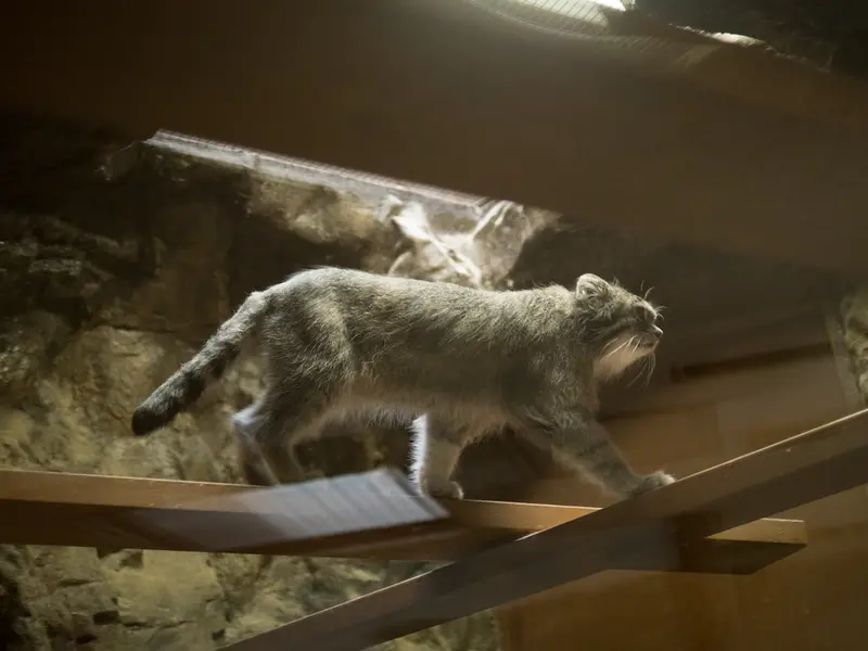 A photograph of Klyon in Ueno Zoological Gardens