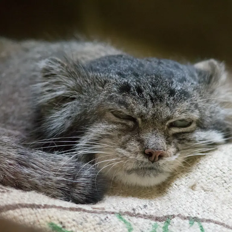 A photograph of Klyon in Ueno Zoological Gardens