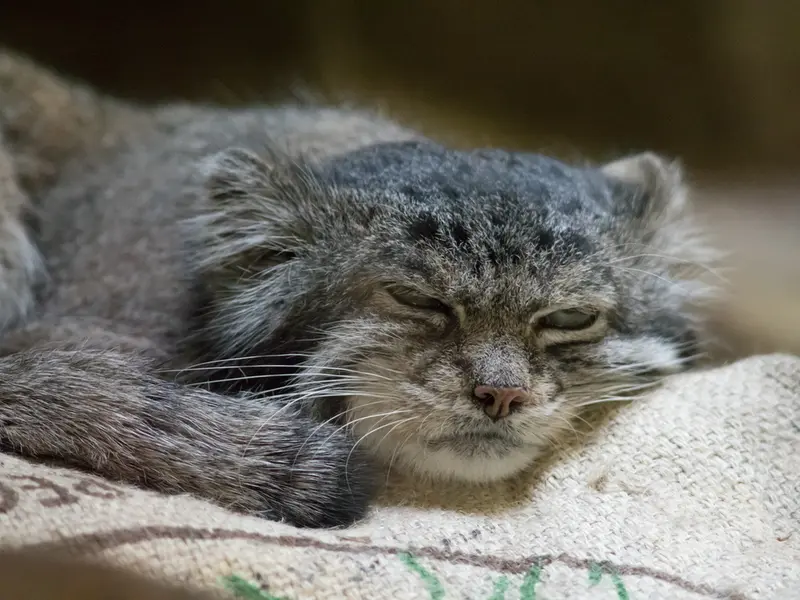 A photograph of Klyon in Ueno Zoological Gardens