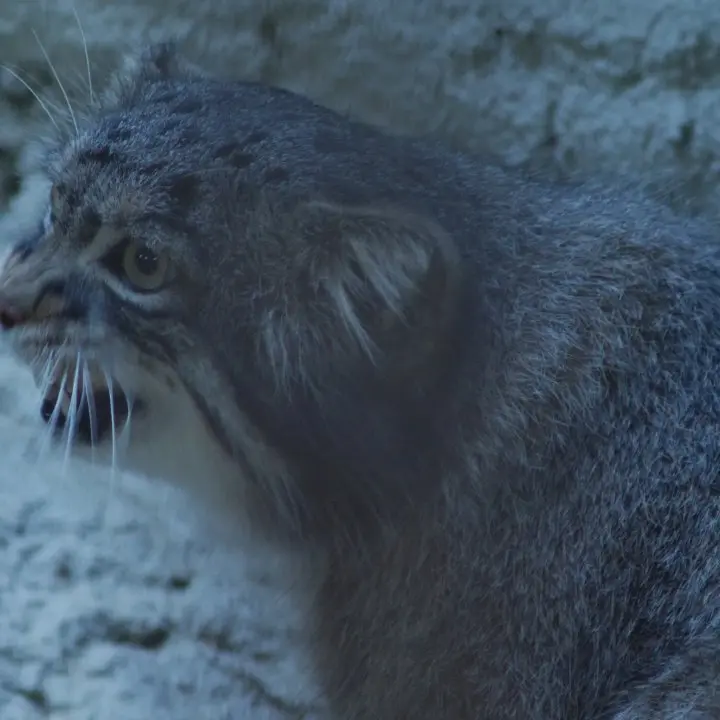 A photograph of Figa in Nogeyama Zoo