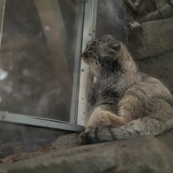 A photograph of Mei in Kobe Animal Kingdom