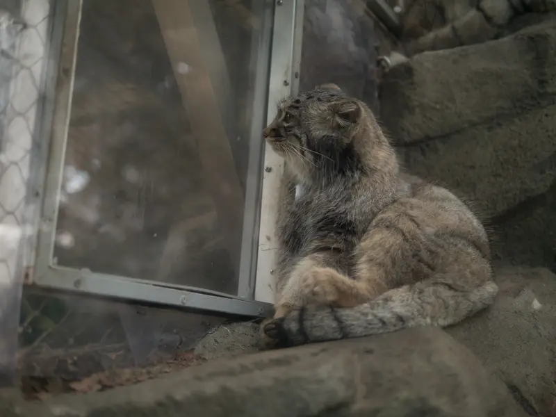 A photograph of Mei in Kobe Animal Kingdom