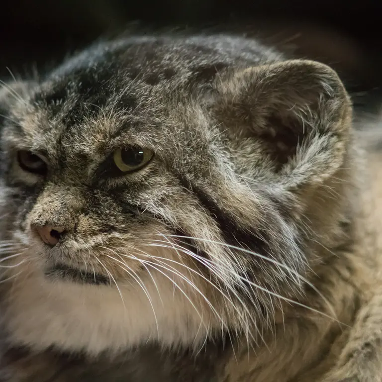 A photograph of Primula in Ueno Zoological Gardens