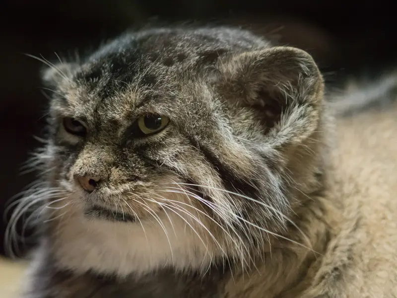 A photograph of Primula in Ueno Zoological Gardens