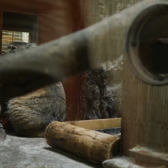 A photograph of a Pallas's cat in Ueno Zoological Gardens