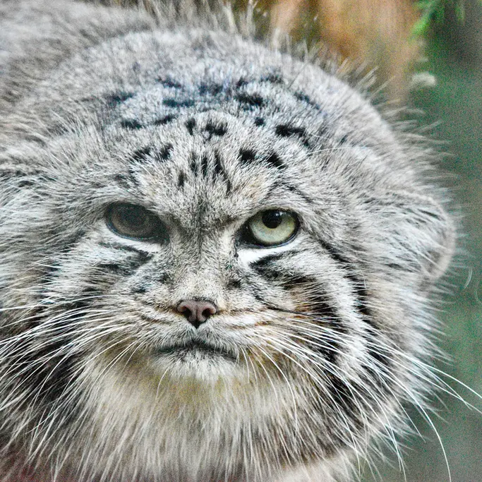 A photograph of Khal in Banham Zoo