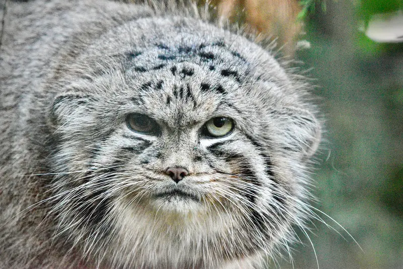 A photograph of Khal in Banham Zoo