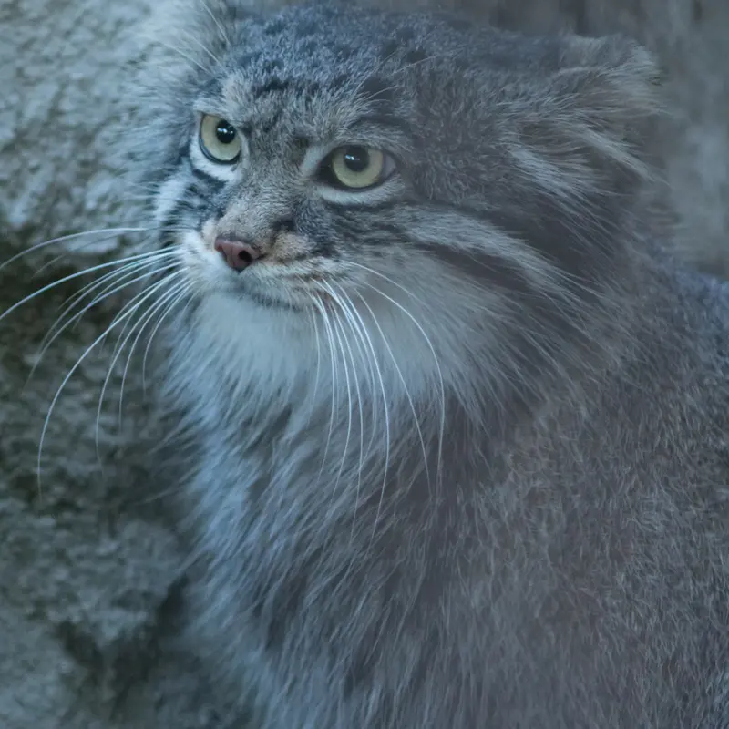 A photograph of Figa in Nogeyama Zoo