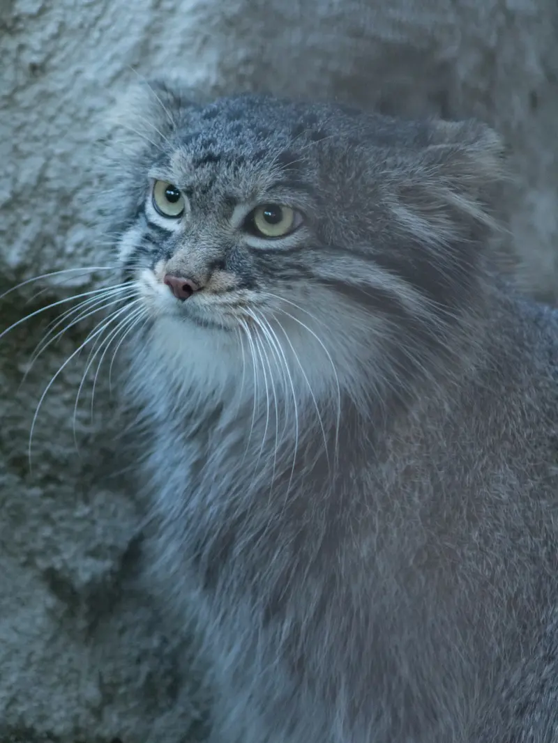 A photograph of Figa in Nogeyama Zoo