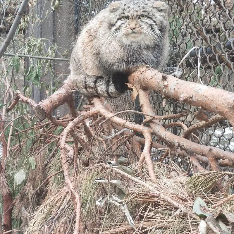 A photograph of Grey in Novosibirsk Zoo