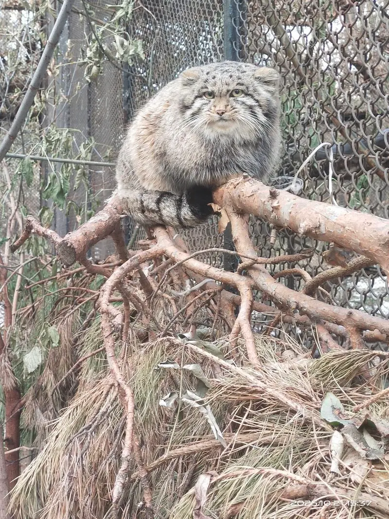 A photograph of Grey in Novosibirsk Zoo