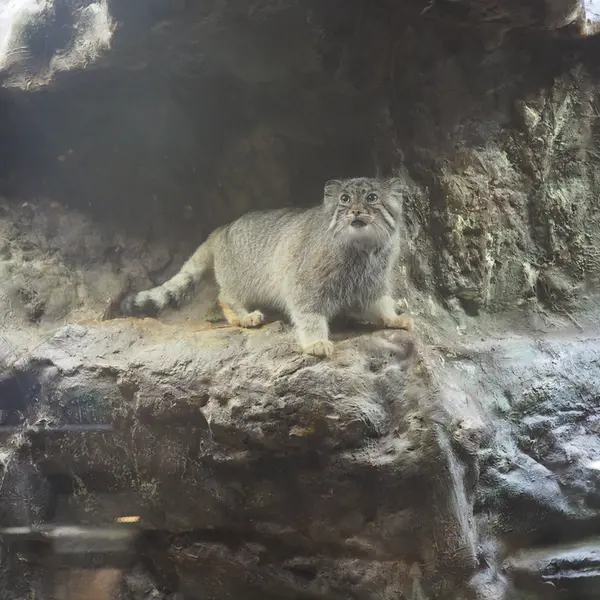A photograph of Yus in Ueno Zoological Gardens