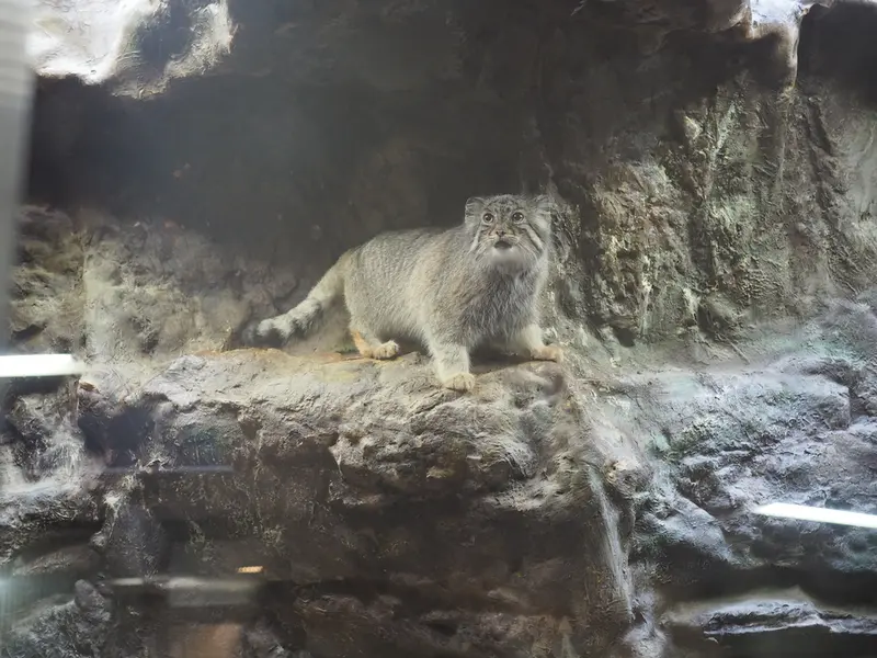 A photograph of Yus in Ueno Zoological Gardens