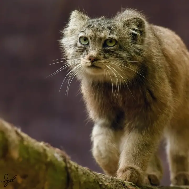 A photograph of Rohtang in Lumigny Safari Reserve
