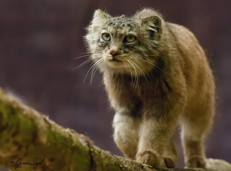 A photograph of Rohtang in Lumigny Safari Reserve