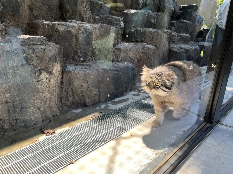 A photograph of a Pallas's cat