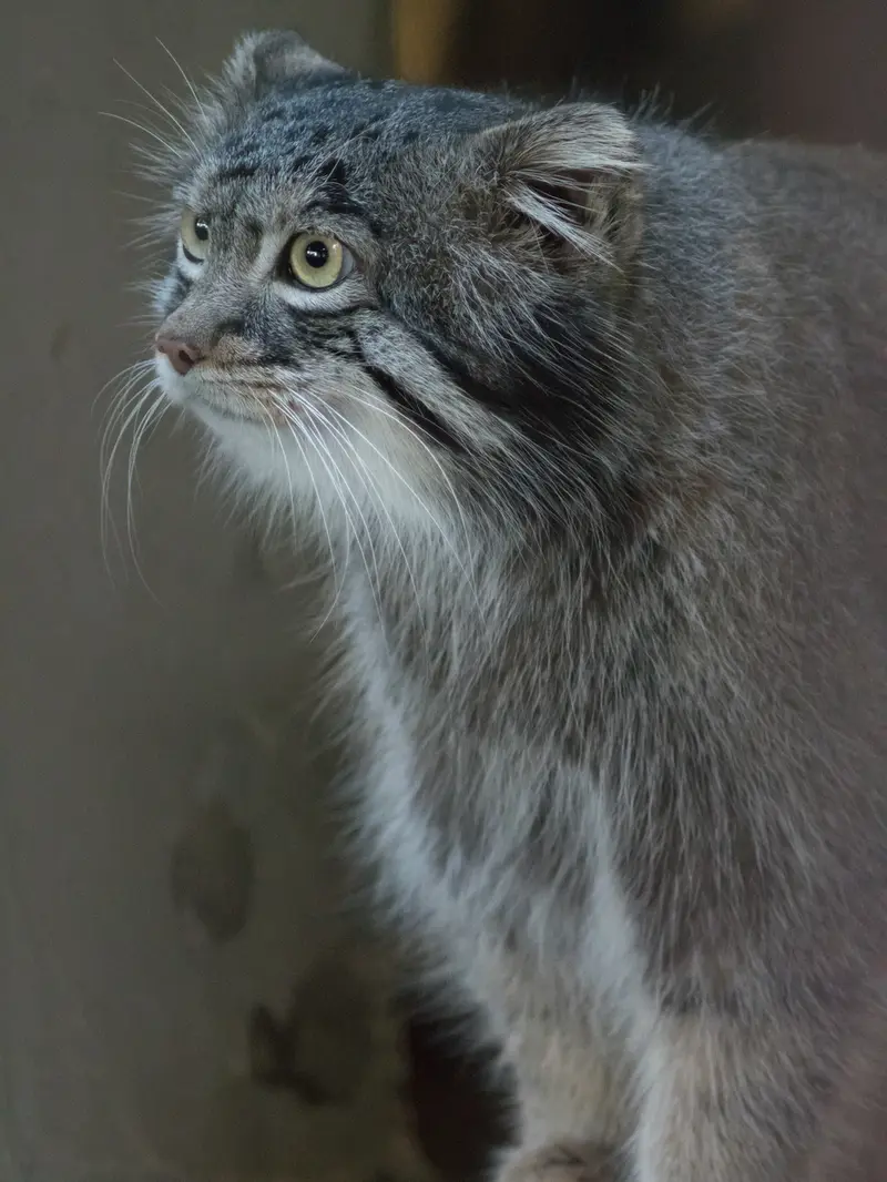 A photograph of Figa in Nogeyama Zoo