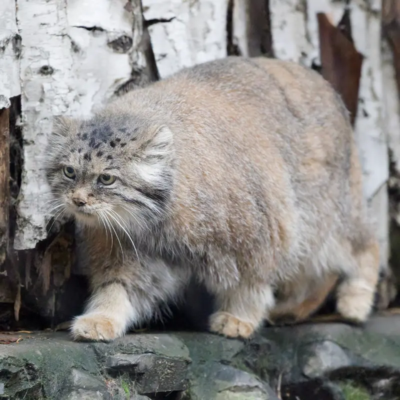 A photograph of Lastochka in Novosibirsk Zoo