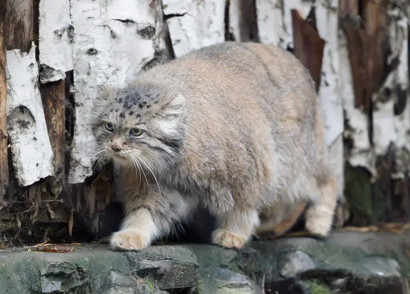 A photograph of Lastochka in Novosibirsk Zoo