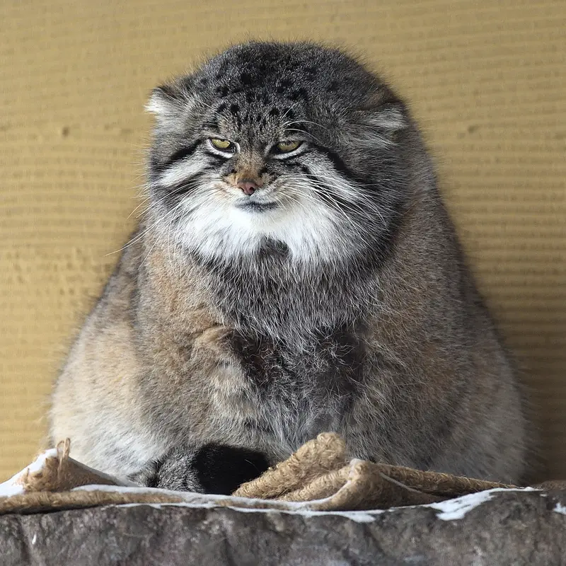 A photograph of Grusha in Asahiyama Zoo