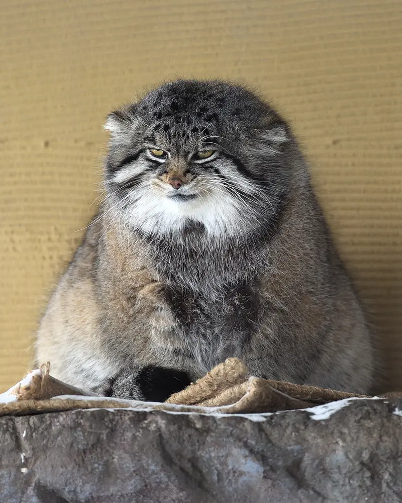 A photograph of Grusha in Asahiyama Zoo