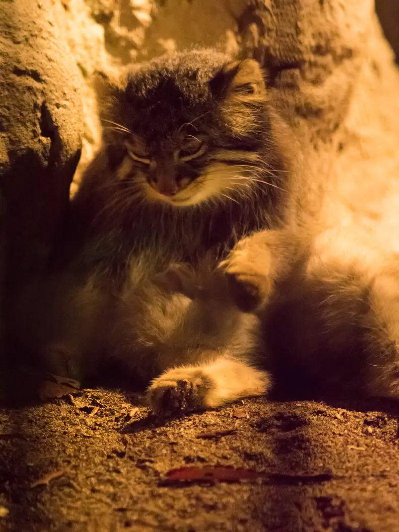 A photograph of Figa in Nogeyama Zoo