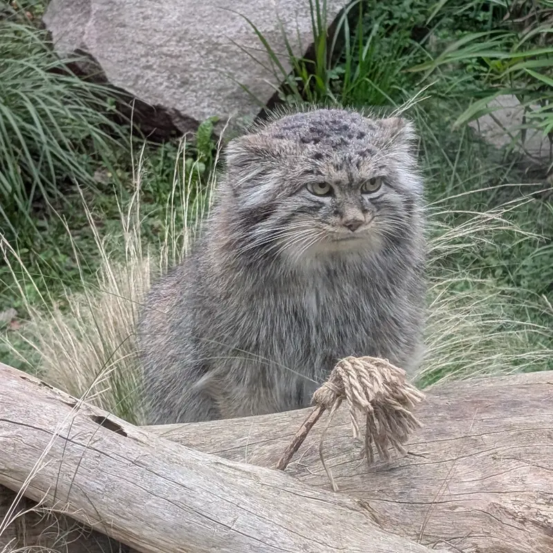 A photograph of Kubi in Wrocław Zoo