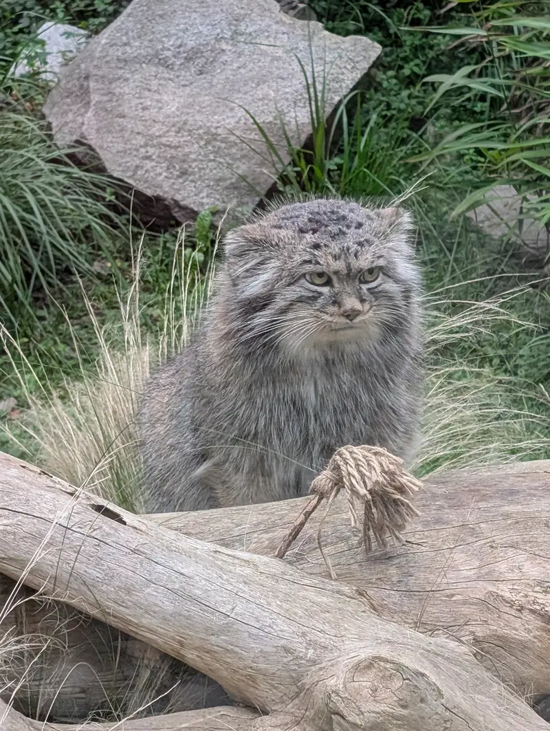 A photograph of Kubi in Wrocław Zoo