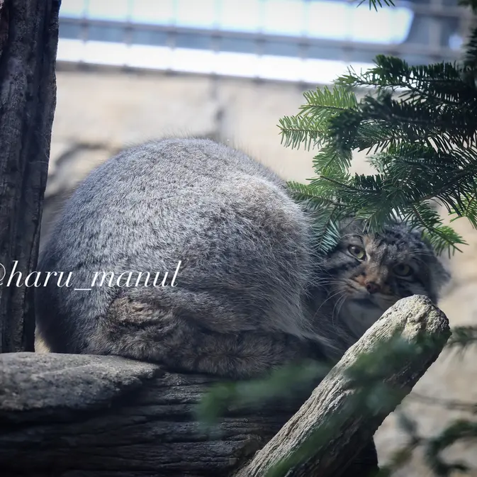 A photograph of a Pallas's cat in Nasu Animal Kingdom