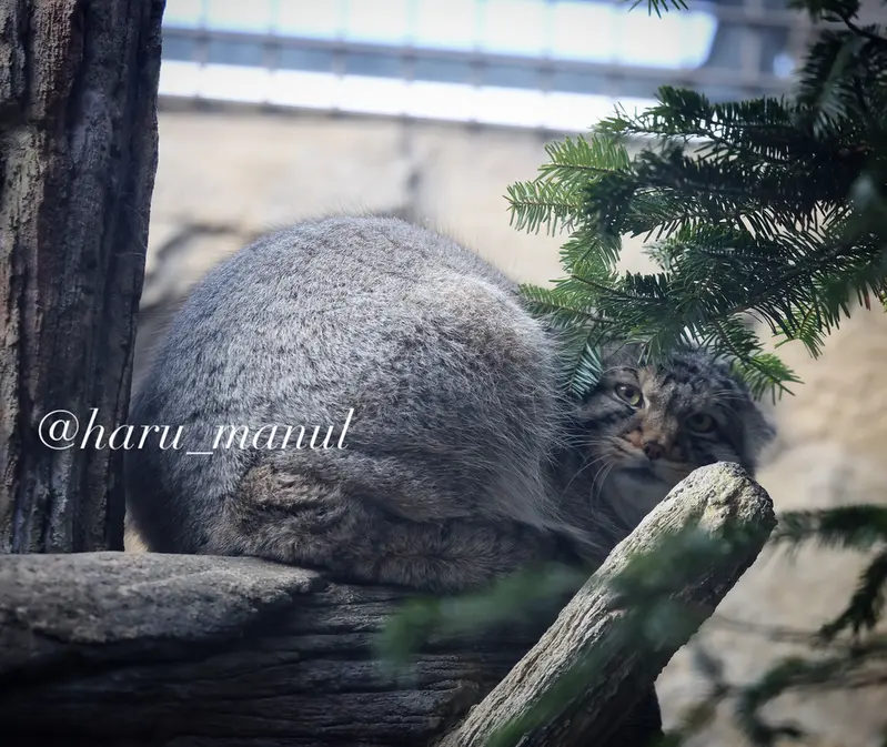 A photograph of a Pallas's cat in Nasu Animal Kingdom