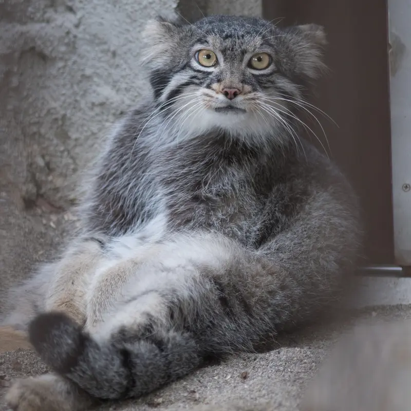 A photograph of Figa in Nogeyama Zoo