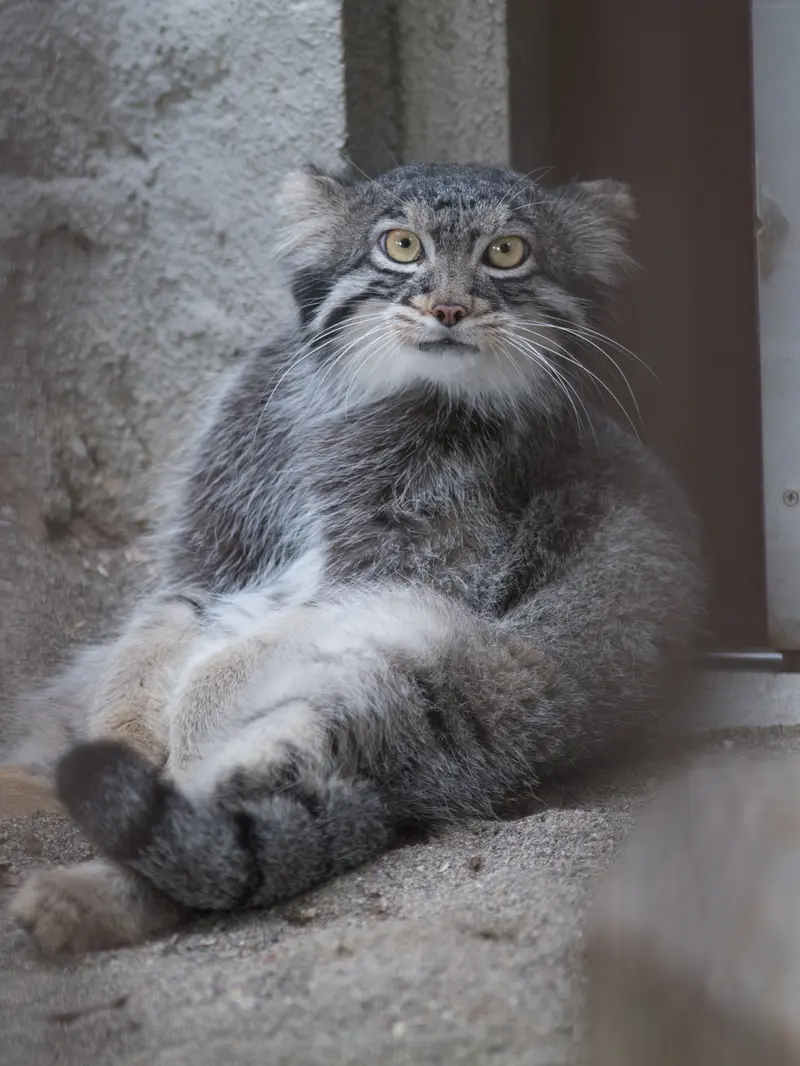 A photograph of Figa in Nogeyama Zoo
