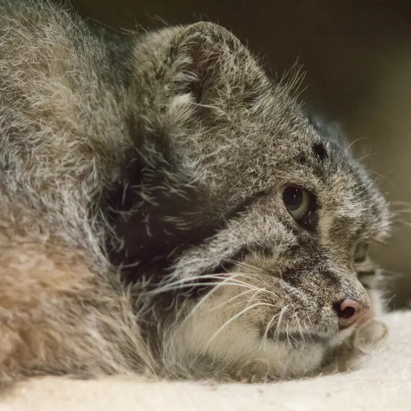 A photograph of Klyon in Ueno Zoological Gardens