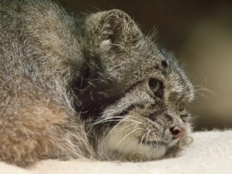 A photograph of Klyon in Ueno Zoological Gardens