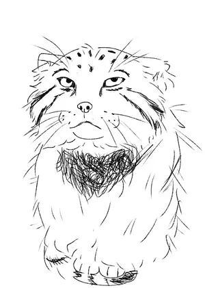 Cat memes to Manul Memes?